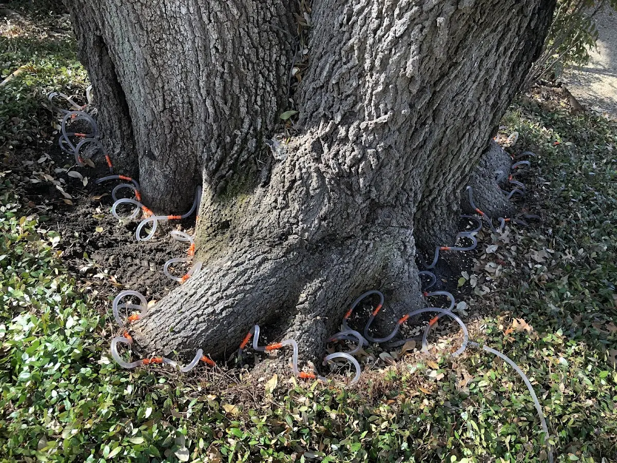 Detailed Tree Cabling and Bracing job site in Hannastown